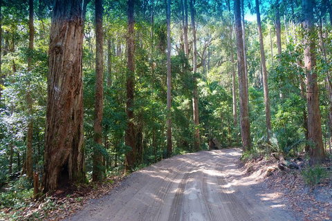 Fraser Island 4WD Tour From Rainbow Beach - Accommodation Southport 4
