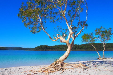 Fraser Island 4WD Tour From Rainbow Beach - Accommodation Southport 5