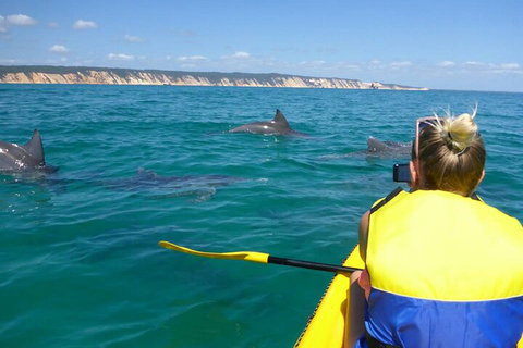 Kayak With Dolphins And 4WD Great Beach Drive Day Trip From Noosa - Accommodation Southport 1