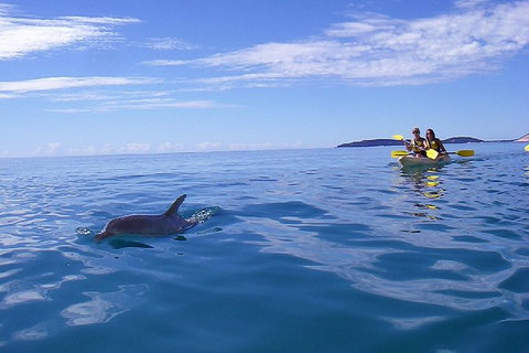 Kayak With Dolphins And 4WD Great Beach Drive Day Trip From Noosa - Accommodation Southport 2