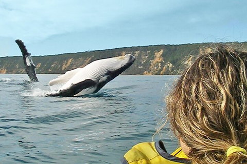 Kayak With Dolphins And 4WD Great Beach Drive Day Trip From Noosa - Accommodation Southport 3