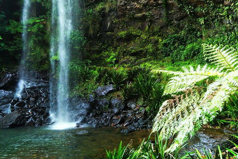 Private Tour - Rainforest & Waterfalls Extravaganza - Southport Accommodation 1