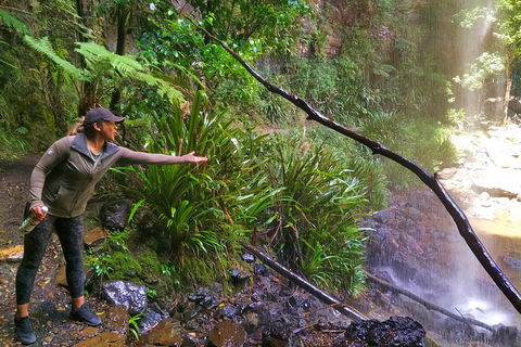 Private Tour - Rainforest & Waterfalls Extravaganza - Southport Accommodation 4
