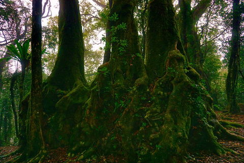 Private Tour - Rainforest & Waterfalls Extravaganza - Southport Accommodation 5