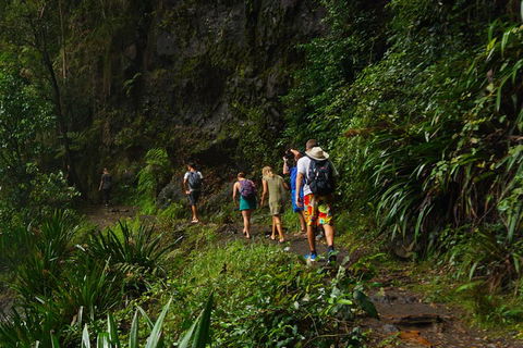 Glow Worms Private Tour - Nocturnal Rainforest Walk - Southport Accommodation 1