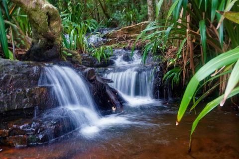 Glow Worms Private Tour - Nocturnal Rainforest Walk - Southport Accommodation 5