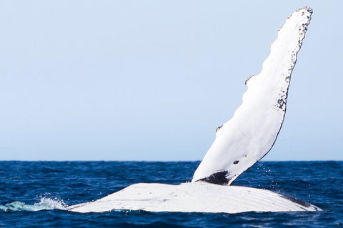 2-Hour Guided Whale Watching Tour At Noosa - Accommodation Southport 0