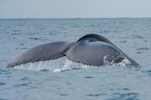 2-Hour Guided Whale Watching Tour At Noosa - Accommodation Southport 1