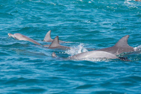 2-Hour Guided Whale Watching Tour At Noosa - Accommodation Southport 2