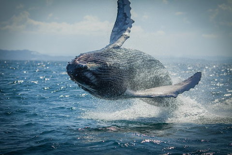 2-Hour Guided Whale Watching Tour At Noosa - Accommodation Southport 3