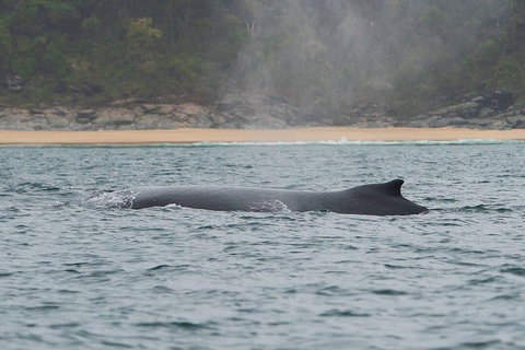 2-Hour Guided Whale Watching Tour At Noosa - Accommodation Southport 5