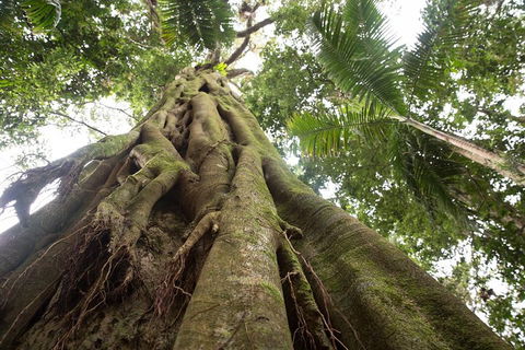 Byron Bay Hinterland Tour Including Rainforest Walk To Minyon Falls - Southport Accommodation 2