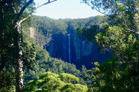 Byron Bay Hinterland Tour Including Rainforest Walk To Minyon Falls - Southport Accommodation 4