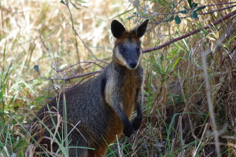 Byron Bay Combo: Hinterland Tour Including Minyon Falls And Kayaking With Dolphins - Southport Accommodation 2