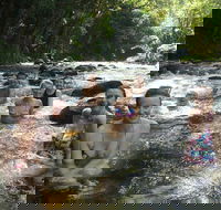 Daintree Rainforest Cape Tribulation Mossman Gorge Small-Group Day Tour - Accommodation Southport