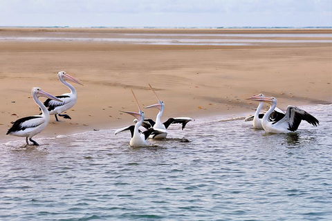 Town Of 1770 Afternoon Cruise - Southport Accommodation 4