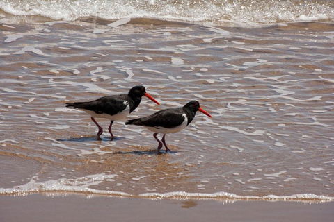 1770 Coastline Tour By LARC Amphibious Vehicle Including Picnic Lunch - Southport Accommodation 2