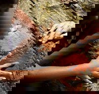 Ngana Julaymba Dungay - Full Day - Accommodation Southport