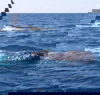 Noosa Whale Watching - Accommodation Southport