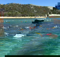 All Inclusive Dolphin and Tangalooma Wrecks Cruise - Accommodation Southport