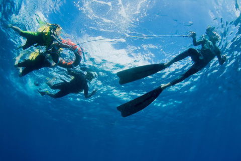 Passions Of Paradise Great Barrier Reef Snorkel And Dive Cruise From Cairns By Luxury Catamaran - Southport Accommodation 2