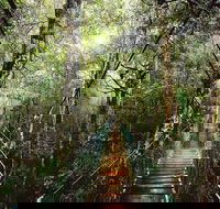 O'Reilly's  Lamington National Park from Gold Coast - Southport Accommodation