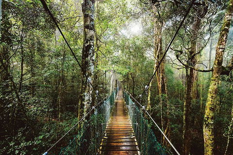 O'Reilly's & Lamington National Park From Gold Coast - Southport Accommodation 0
