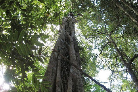 Natural Bridge Glow Worm Night Tour From Gold Coast - Southport Accommodation 1