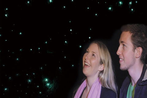 Natural Bridge Glow Worm Night Tour From Gold Coast - Southport Accommodation 3