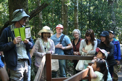 Natural Bridge Glow Worm Night Tour From Gold Coast - Southport Accommodation 4