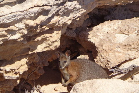 Shipwreck Special Full Day Tour Of The Abrolhos Islands - Southport Accommodation 4