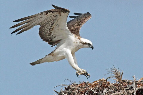 Pink Lake + Abrolhos Islands Nature Tour - Accommodation Southport 3