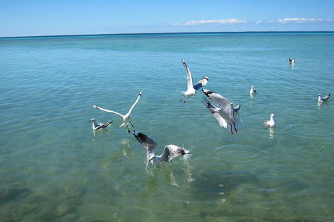 Pink Lake + Abrolhos Islands Nature Tour - Accommodation Southport 5