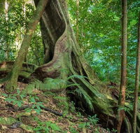 Private Daintree Mossman Gorge Exclusive Nature and Wildlife Focus - Southport Accommodation
