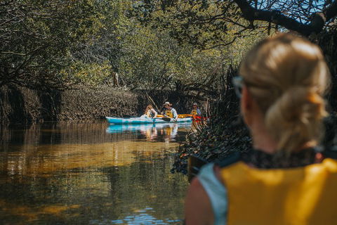Kayak Tour In Adelaide Dolphin Sanctuary - Southport Accommodation 0
