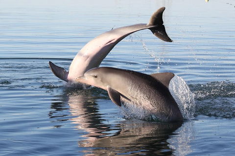Kayak Tour In Adelaide Dolphin Sanctuary - Southport Accommodation 5