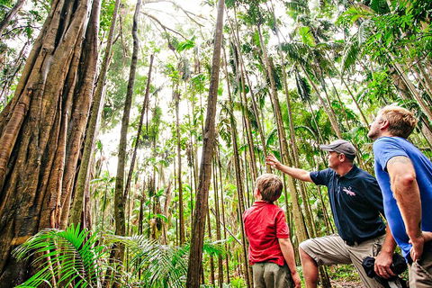 Natural Bridge & Springbrook Waterfalls Tour + Hot Air Balloon With Breakfast - Southport Accommodation 5