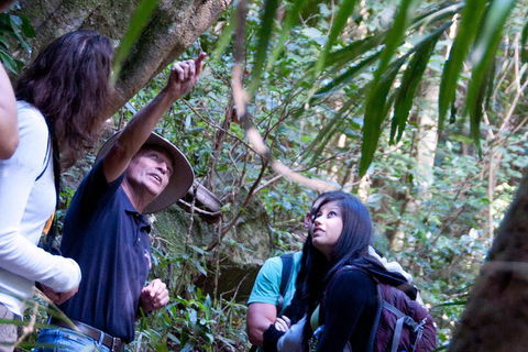 Natural Bridge & Springbrook Waterfalls Tour - Southport Accommodation 4