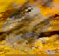 Daintree and Cape Tribulation Full Day Guided Tour - Accommodation Southport