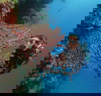 Silversonic Outer Great Barrier Reef Dive and Snorkel Cruise from Port Douglas - Accommodation Southport