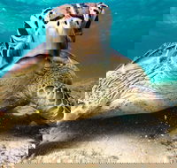 Sail Snorkel SUP  Kayak Charter Whitsundays - Southport Accommodation