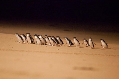 The Ultimate Melbourne Attractions Pass - Accommodation Southport 5