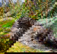 Cradle Mountain National Park Day Tour from Launceston - Southport Accommodation