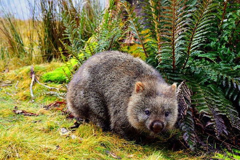 Cradle Mountain National Park Day Tour From Launceston - Southport Accommodation 0