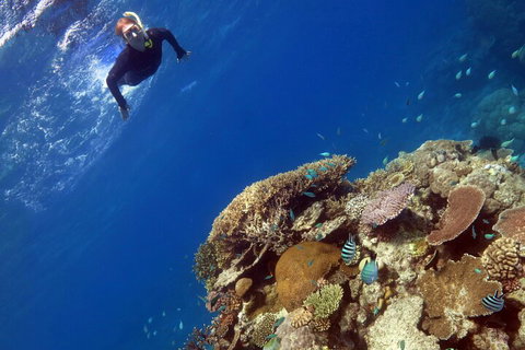 Silverswift Outer Great Barrier Reef Dive And Snorkel Cruise From Cairns - Accommodation Southport 3