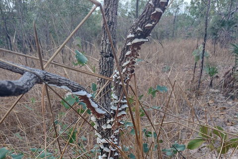 One Day Litchfield Park Adventures - Accommodation Southport 3