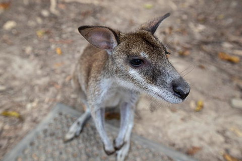 2 Day Daintree Rainforest, Cape Tribulation And Outback Chillagoe Tour - Accommodation Southport 4