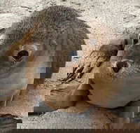 Kangaroo Island Scenic Trail Tour - Accommodation Southport