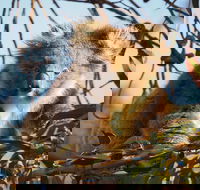 2-Hour Koala Walking Tour in Kangaroo Island - Accommodation Southport