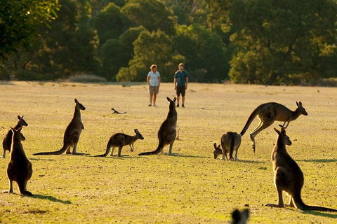 Grampians National Park Small-Group Eco Tour From Melbourne - Southport Accommodation 4